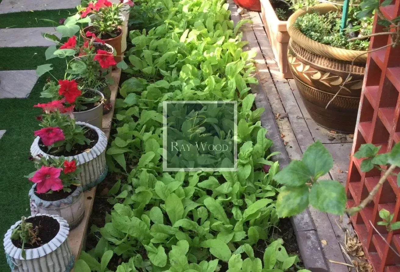 TYPE 2E | SINGLE ROW | LARGE PLOT | VOT